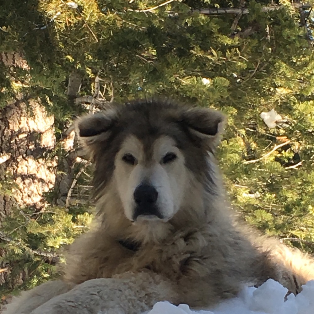 🌲Meet your Posh Ambassador🌻Andrea🌲